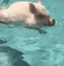 微信图片_20200817164048.gif