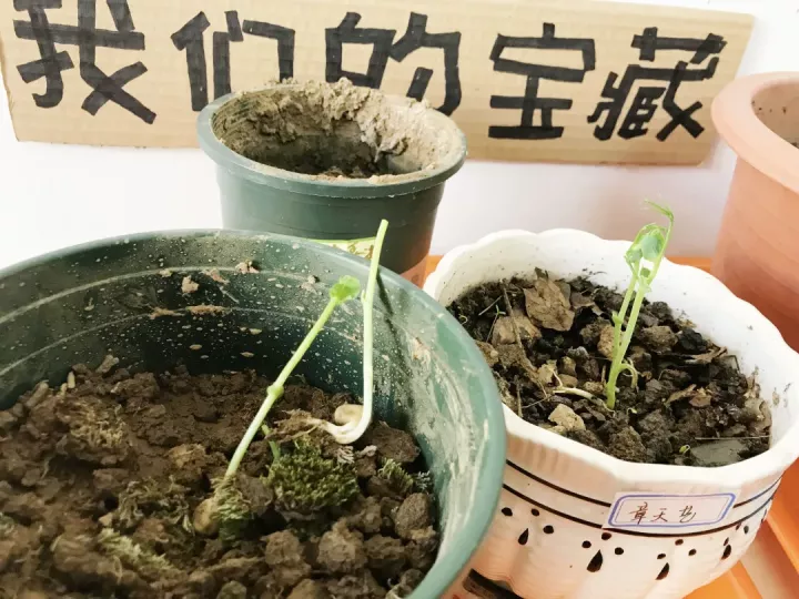 幼儿园特色教育
